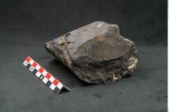 Foto (Seitenansicht) von Knorria imbricata Sternbg. (NHMW-GEO-2024-0188-11042)